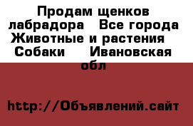 Продам щенков лабрадора - Все города Животные и растения » Собаки   . Ивановская обл.